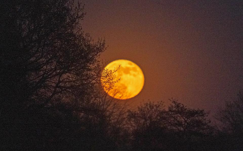Zet je wekker: de supermaan is te zien. Net na middernacht staat maan